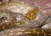 Aru Female Post Shed