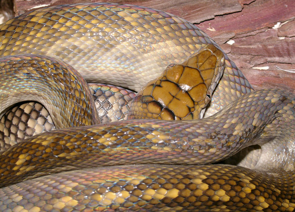 Aru Female Post Shed