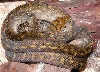 Aru Female Post Shed