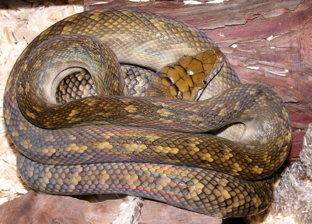 Aru Female Post Shed