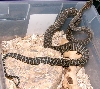 New Female Bredl