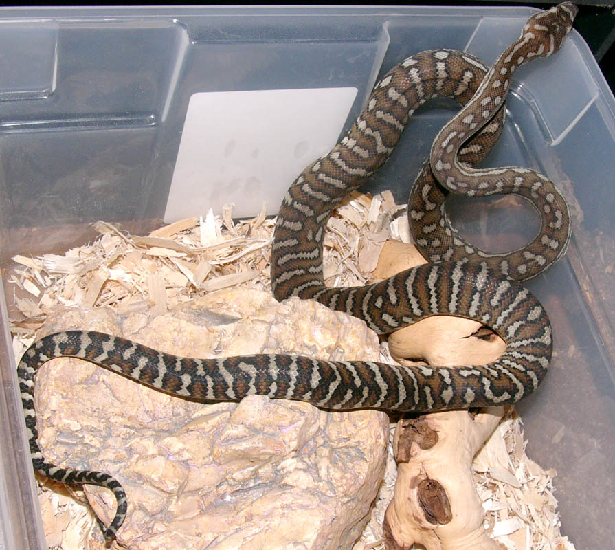 New Female Bredl