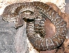 New Male Bredl