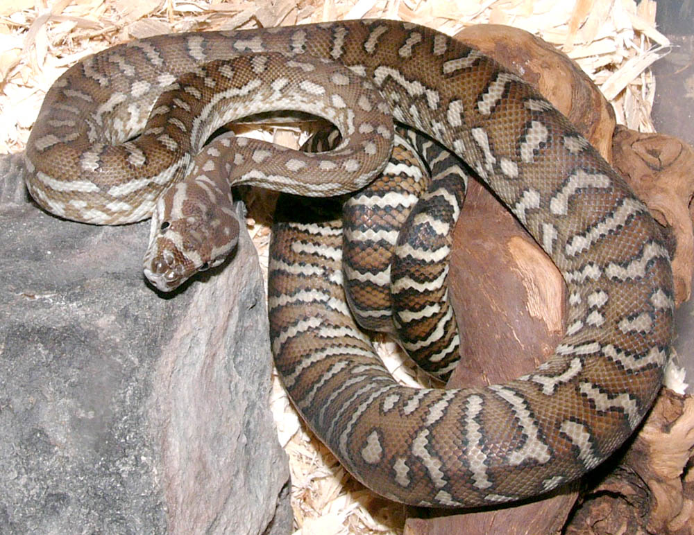 New Male Bredl