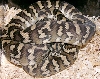 Frodo, post shed, FEC -1