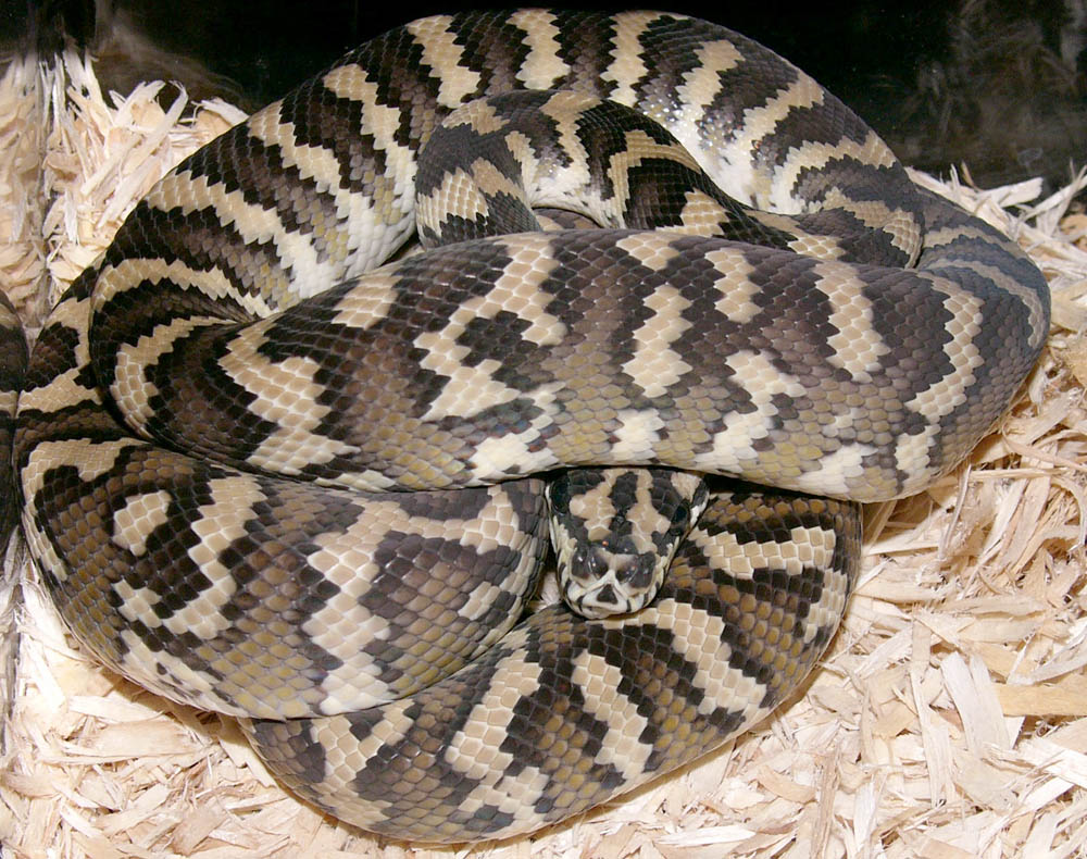 Frodo, post shed, FEC -1