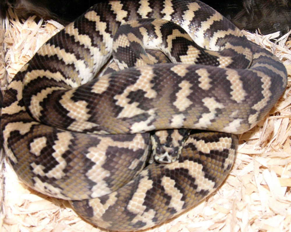 Frodo, post shed, FEC 0
