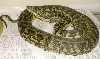 Male Coastal Carpet