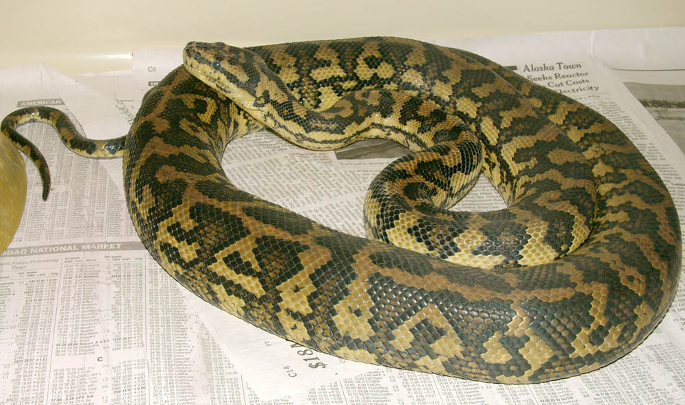 Male Coastal Carpet