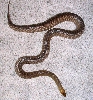 Gravid Woma