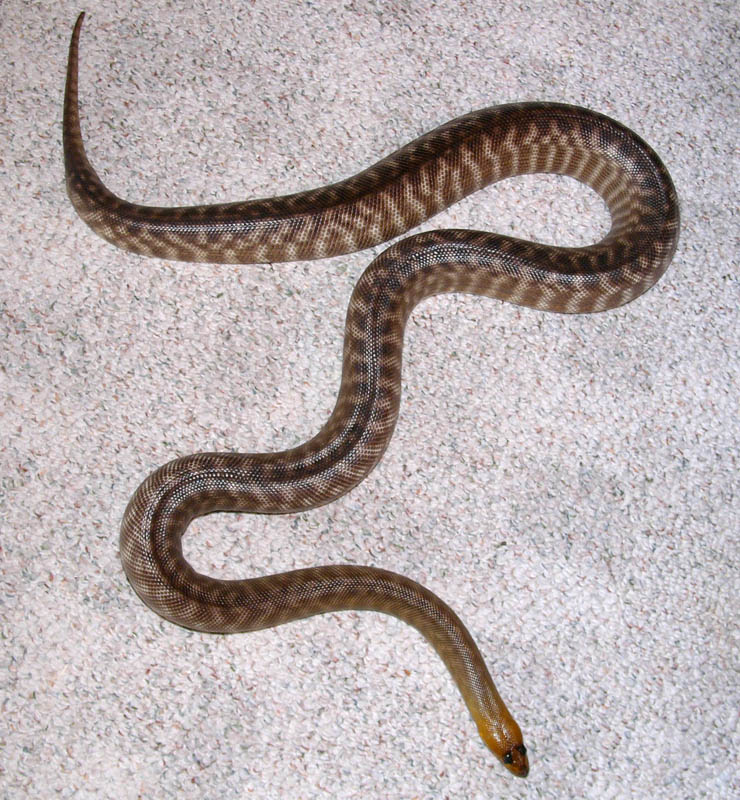 Gravid Woma