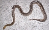 Gravid Woma #2