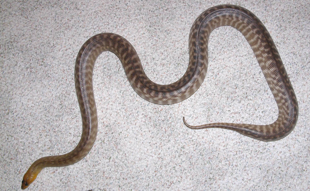 Gravid Woma #2
