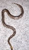 Gravid Woma #3
