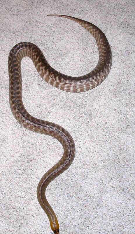 Gravid Woma #3