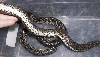 Russian Sand Boas3