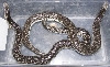 Russian Sand Boas