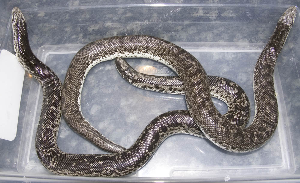 Russian Sand Boas
