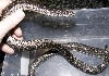 Russian Sand Boas2