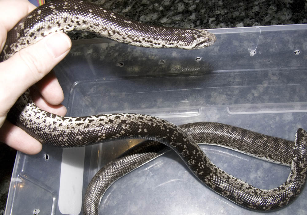Russian Sand Boas2
