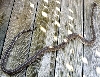 Striped Bredl Male