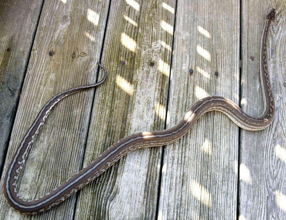 Striped Bredl Male