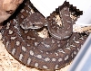 male bredli