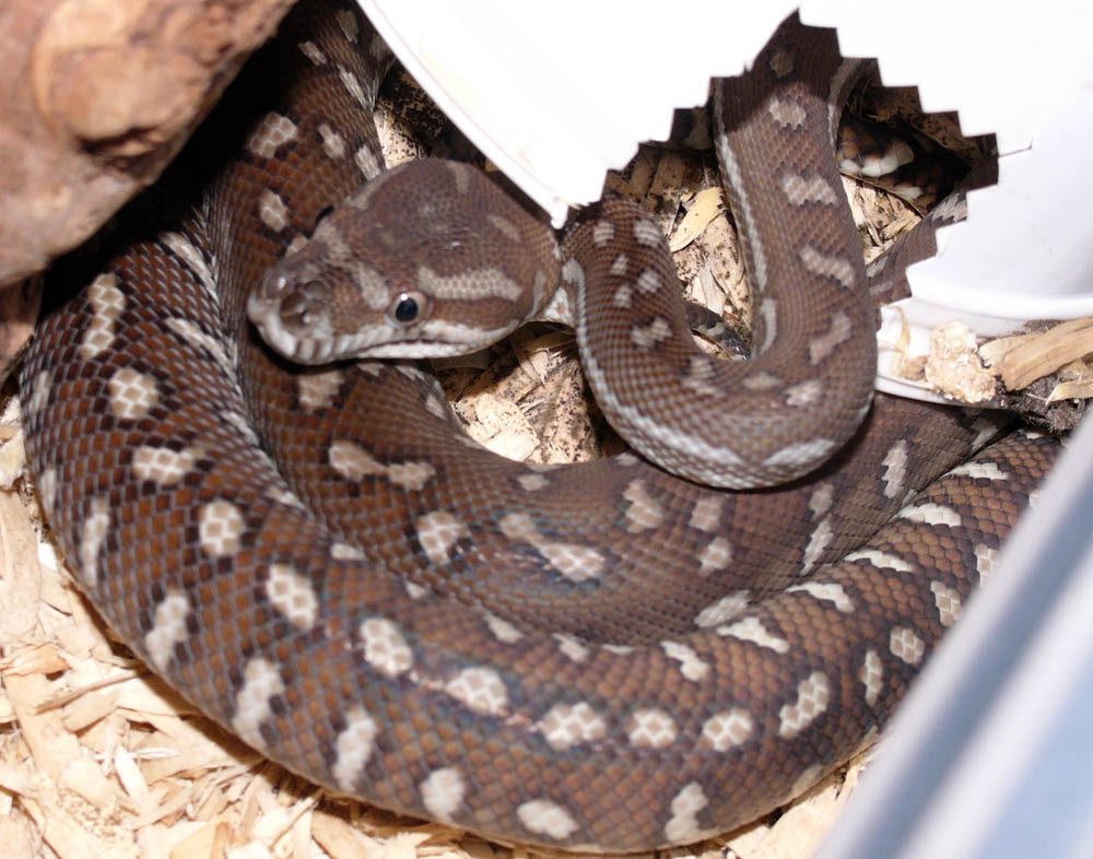 male bredli