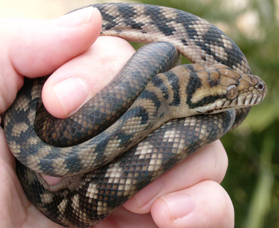 Barneck female