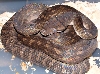 female aru scrub in shed
