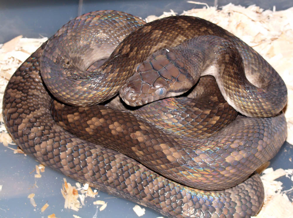 female aru scrub in shed