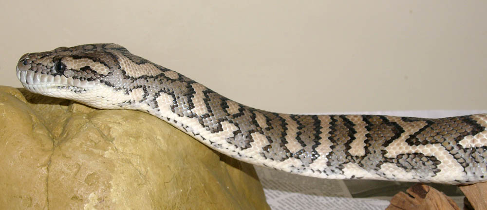 large coastal female head