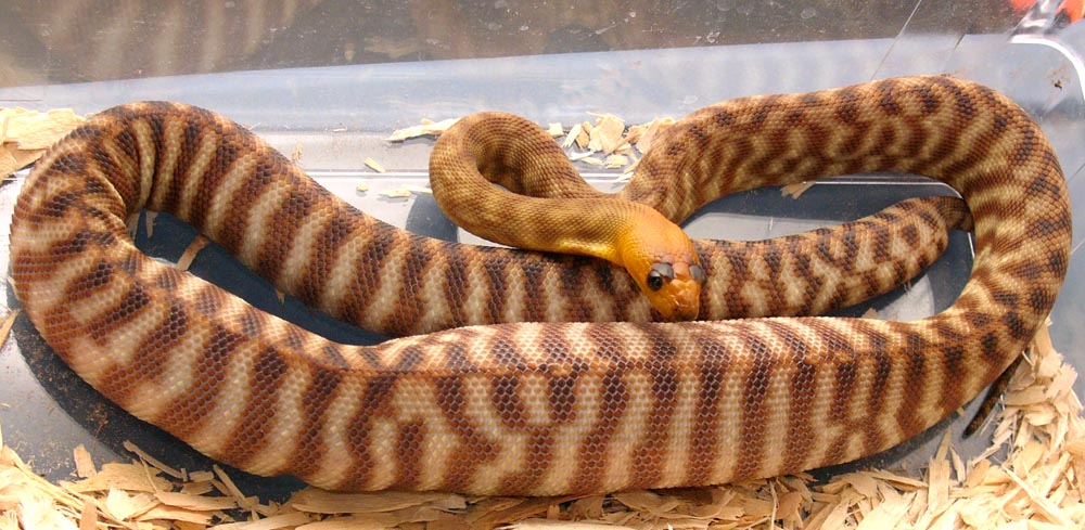 young female woma after a meal