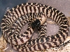 female western black-headed python