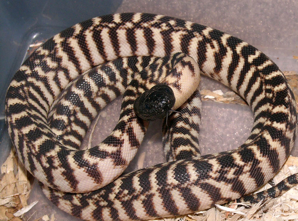 female western black-headed python