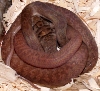 female southern scrub hatchling