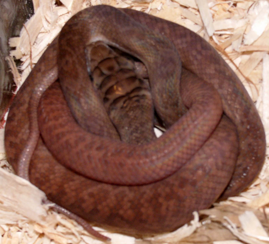 female southern scrub hatchling