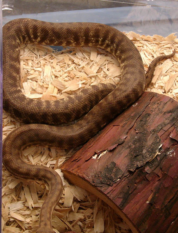 ?gravid stimson python
