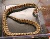 Female Hypo Jaguar