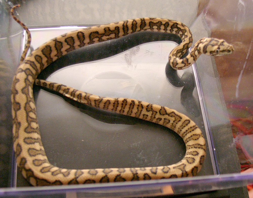 Female Hypo Jaguar