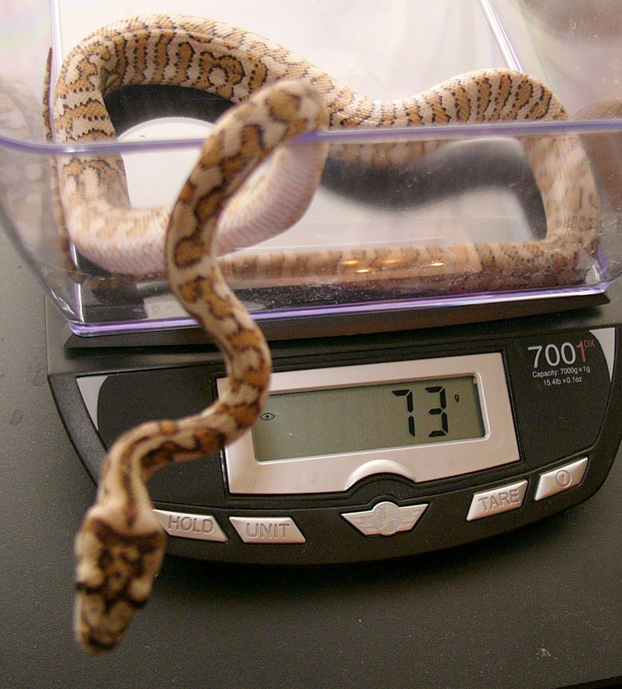Male Red Hypo Jaguar