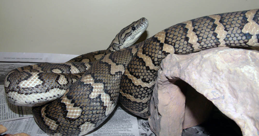 large_coastal_female