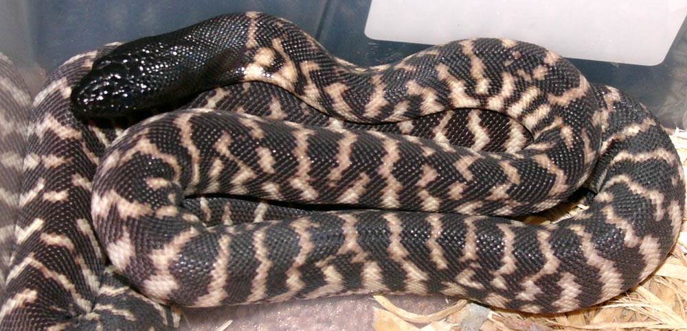 male western black-headed python