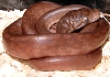 male southern scrub hatchling