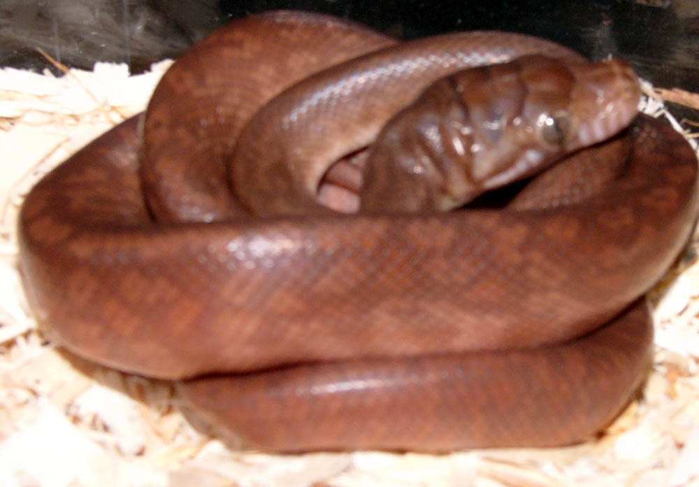male southern scrub hatchling