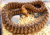 young male woma