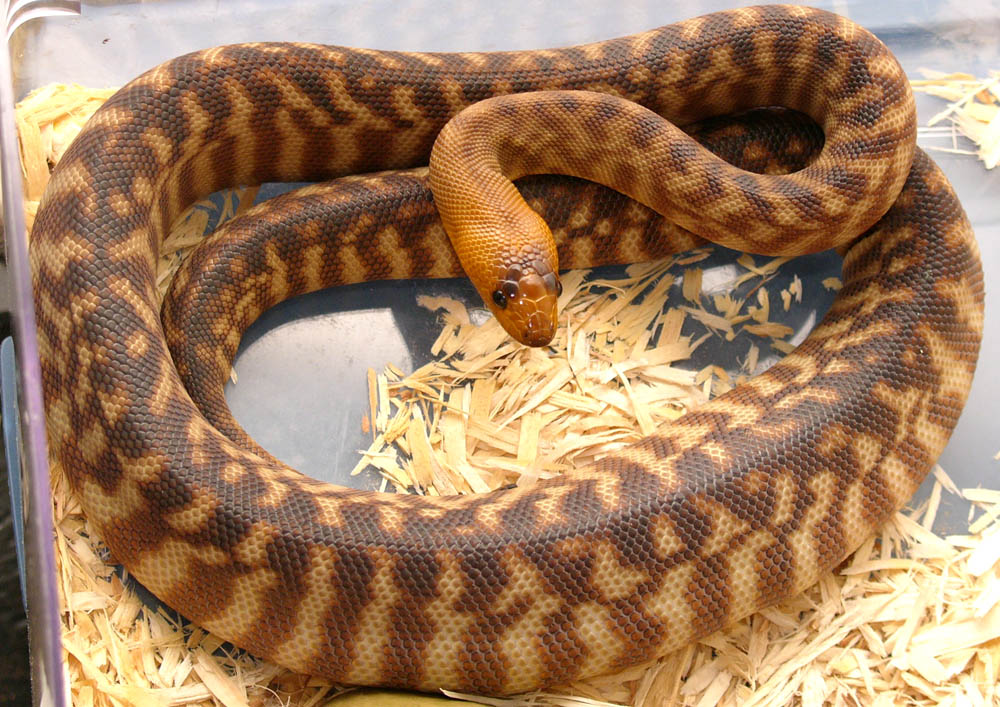 young male woma
