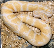 male albino ball python