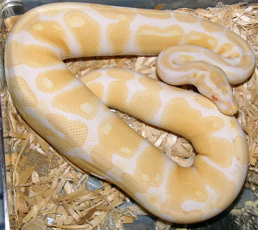 male albino ball python
