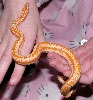female limburg coastal rosy boa